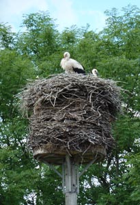 Störche sind unsere Nachbarn